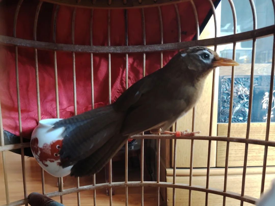 捕捉画眉鸟,36人落网! 捕捉画眉鸟,36人落网!