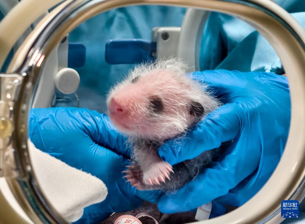 广州长隆：熊猫三胞胎老大“萌萌”当妈妈了