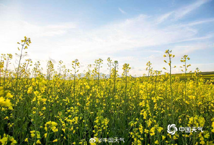 青海高原迎来了油菜花盛花期