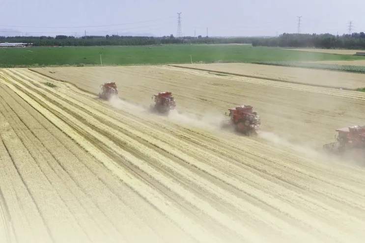 走南闯北22年,这个村有支400多人的麦收“大军” 走南闯北22年,这个村有支400多人的麦收“大军”