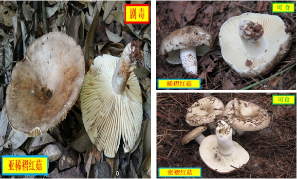 肉眼难辨！这三种最容易混淆的常见蘑菇，认错易中毒