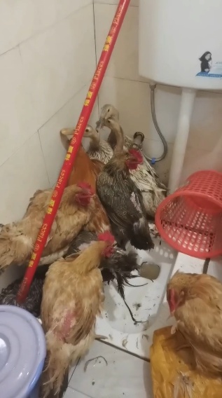 11只老母鸡不见了……海宁警方：破案！