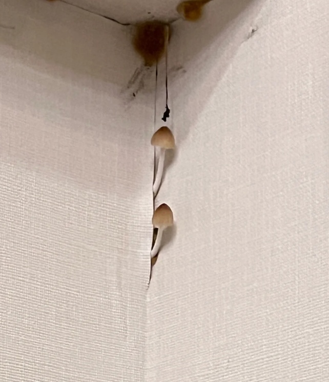 雨后正大量出现,紧急提醒:别碰别吃! 雨后正大量出现,紧急提醒:别碰别吃!