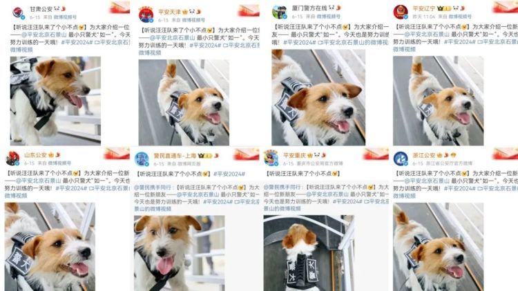 长得些许“潦草”，这只小警犬凭啥“火”了！网友：我能不能和它一起参训？