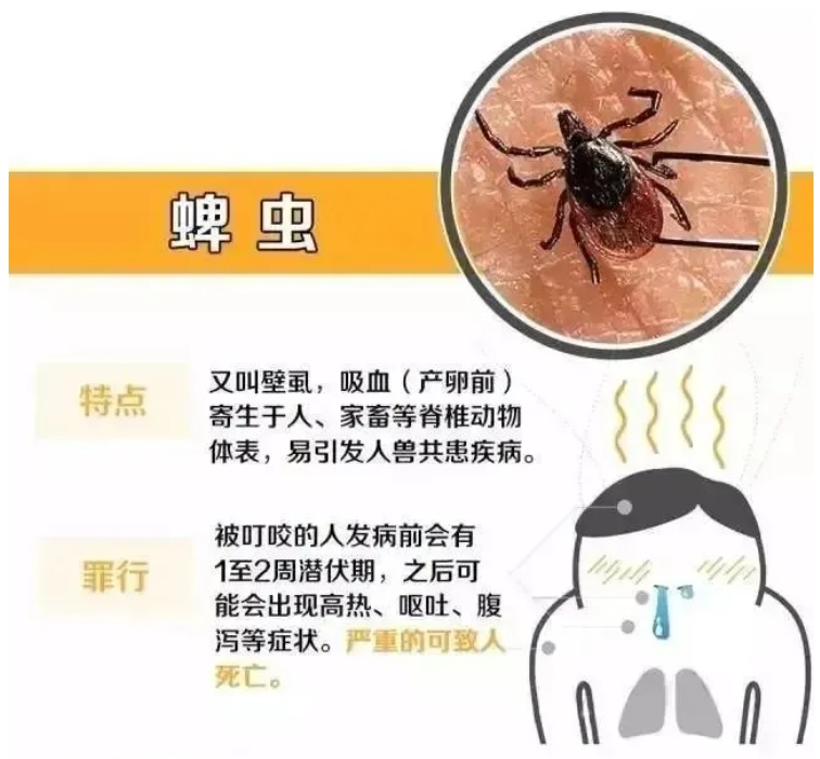 小虫子大麻烦，夏季警惕这些不起眼的“刺客”！