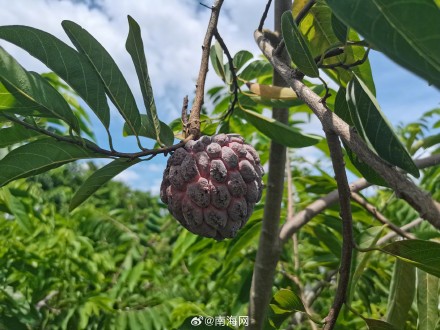 水果“新宠” 三亚14亩紫色释迦全面挂果