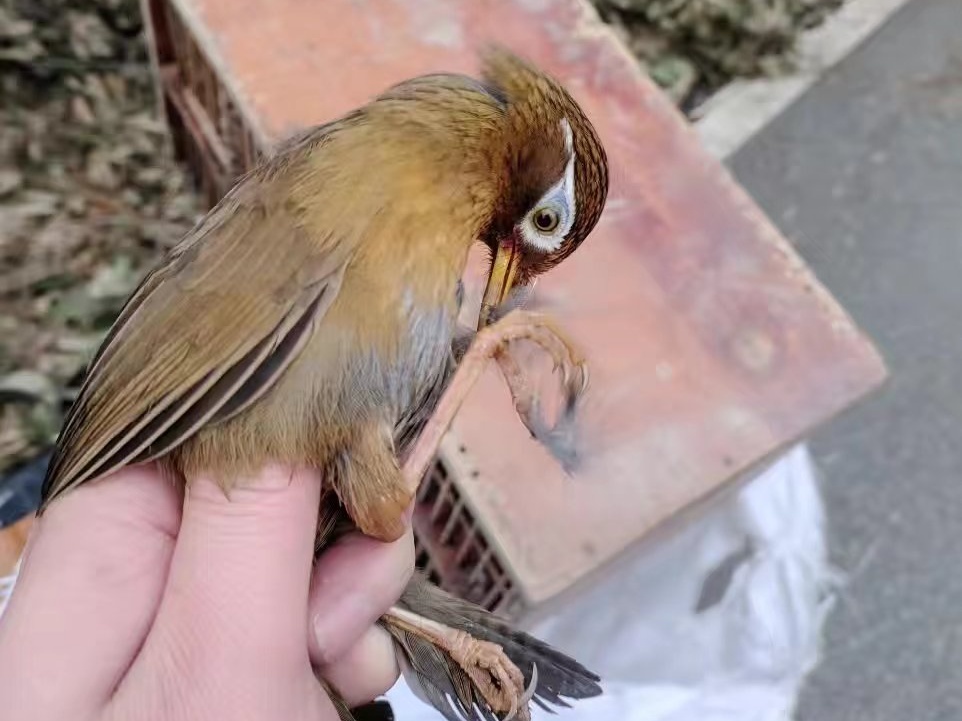 捕捉画眉鸟,36人落网! 捕捉画眉鸟,36人落网!