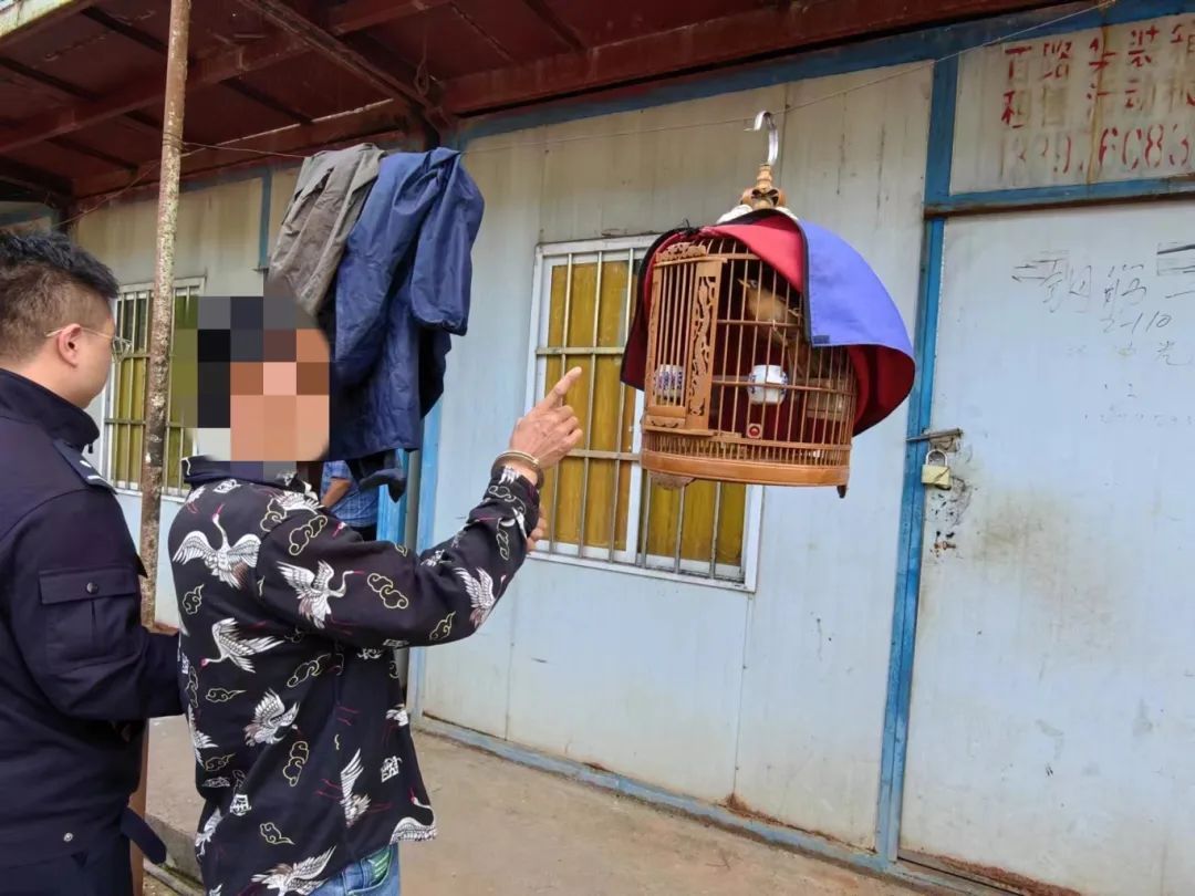 捕捉画眉鸟,36人落网! 捕捉画眉鸟,36人落网!