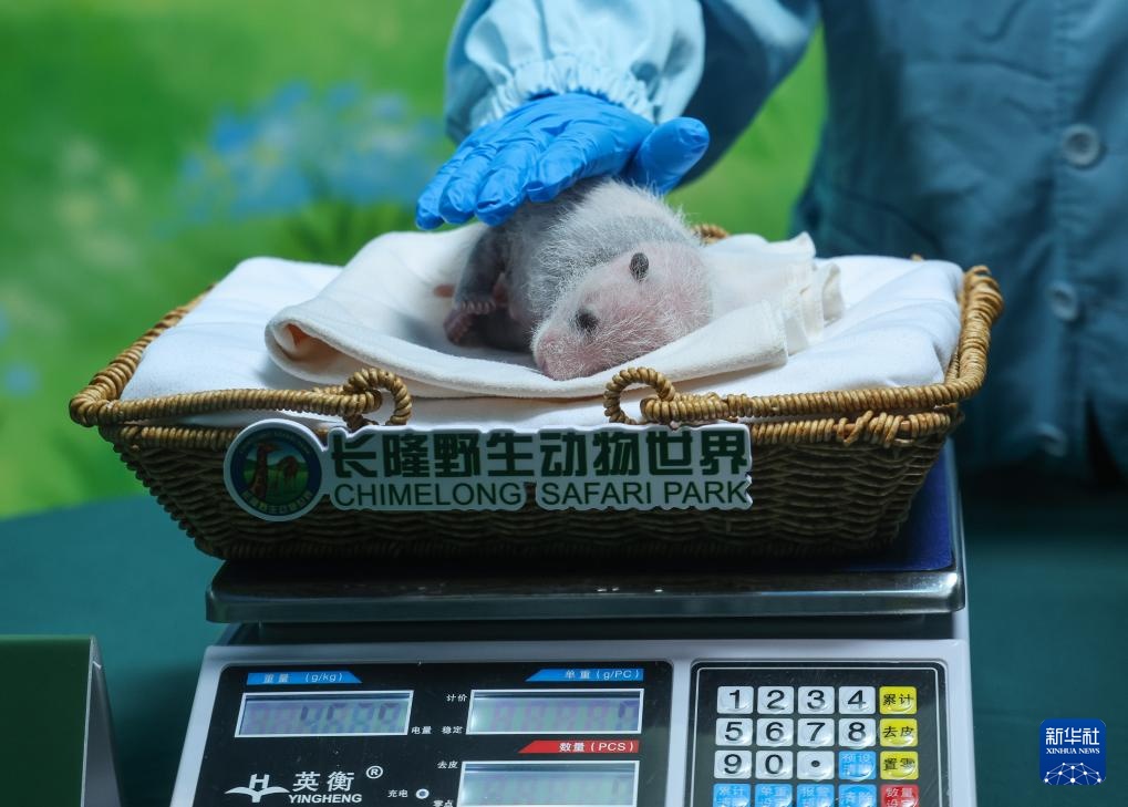 广州长隆：熊猫三胞胎老大“萌萌”当妈妈了