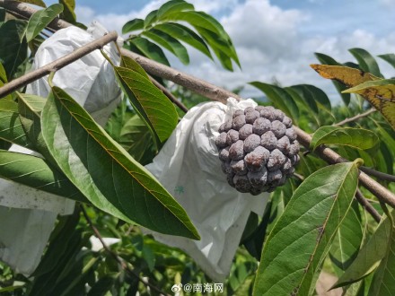 水果“新宠” 三亚14亩紫色释迦全面挂果