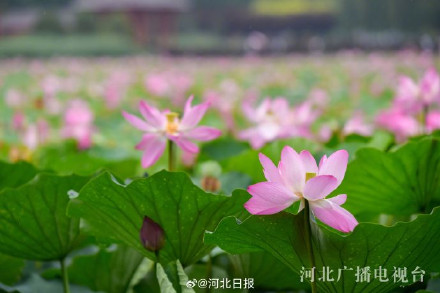 邢台襄都:雨后荷花娇艳欲滴 邢台襄都:雨后荷花娇艳欲滴