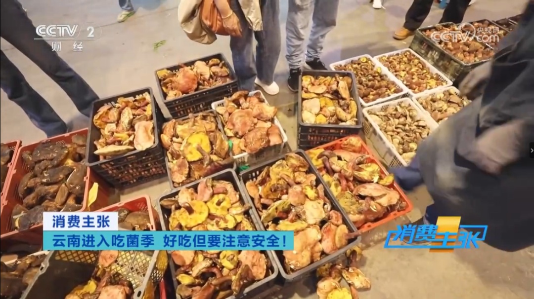 肉眼难辨！这三种最容易混淆的常见蘑菇，认错易中毒