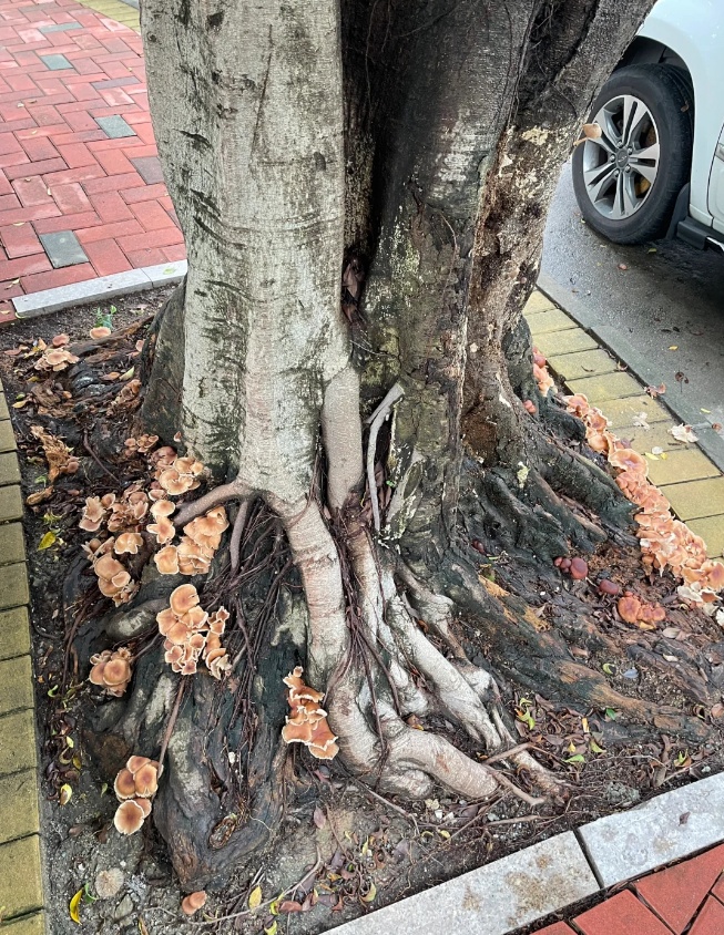 雨后正大量出现,紧急提醒:别碰别吃! 雨后正大量出现,紧急提醒:别碰别吃!