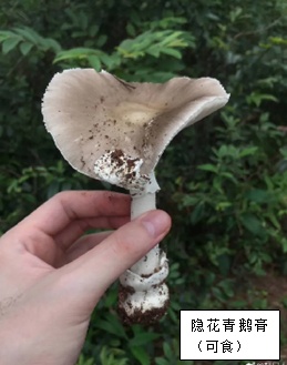 肉眼难辨！这三种最容易混淆的常见蘑菇，认错易中毒
