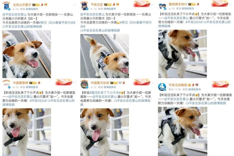 长得些许“潦草”，这只小警犬凭啥“火”了！网友：我能不能和它一起参训？