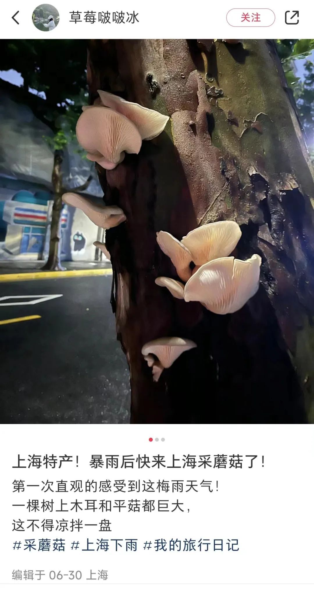上海将在这天出梅！近期随处可见，网友都在晒，有人馋了，专家急了→