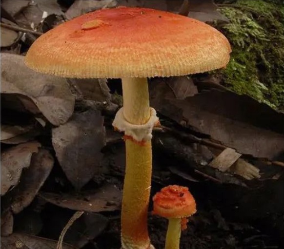 肉眼难辨！这三种最容易混淆的常见蘑菇，认错易中毒