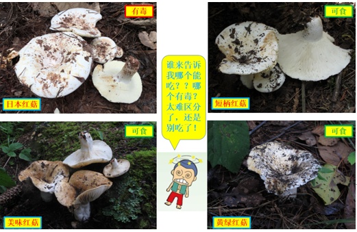 肉眼难辨！这三种最容易混淆的常见蘑菇，认错易中毒