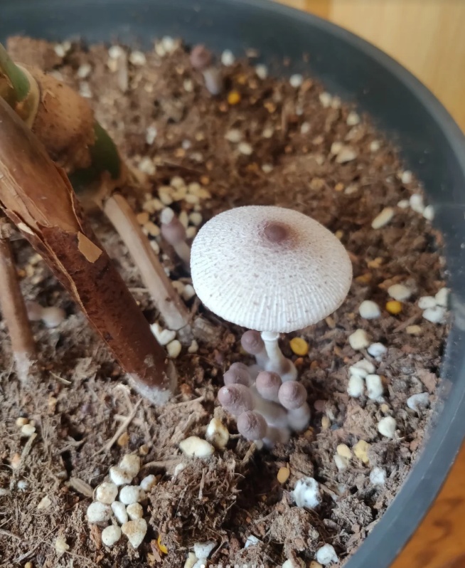 雨后正大量出现,紧急提醒:别碰别吃! 雨后正大量出现,紧急提醒:别碰别吃!