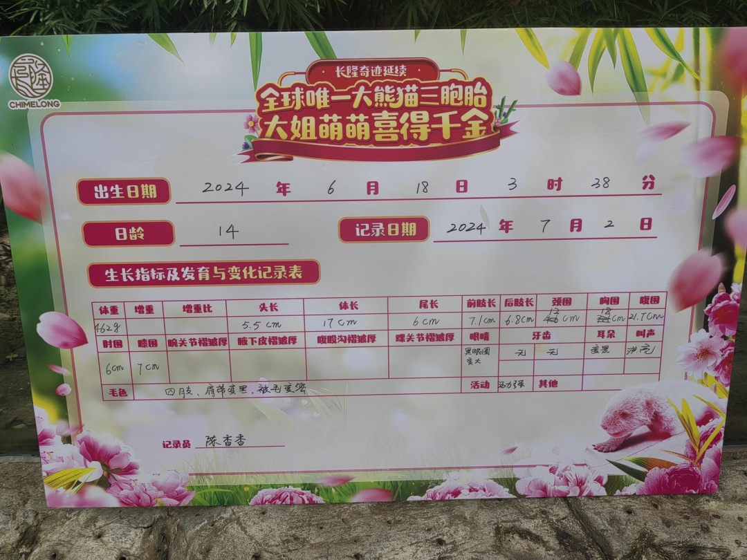 全球唯一大熊猫三胞胎老大“萌萌”顺利产仔！新生萌二代真容首次亮相