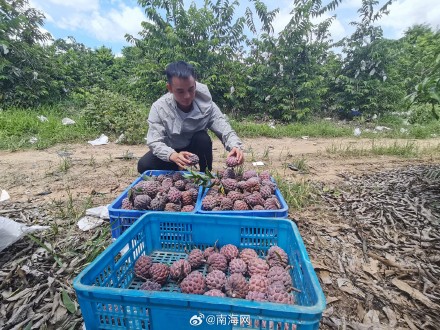 水果“新宠” 三亚14亩紫色释迦全面挂果