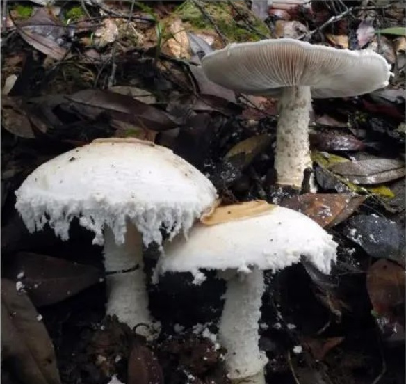 肉眼难辨！这三种最容易混淆的常见蘑菇，认错易中毒