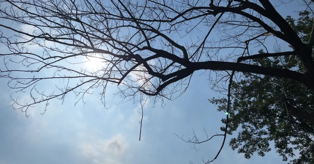 大晴天，永嘉这棵枯树居然会“下雨”！上热搜了→