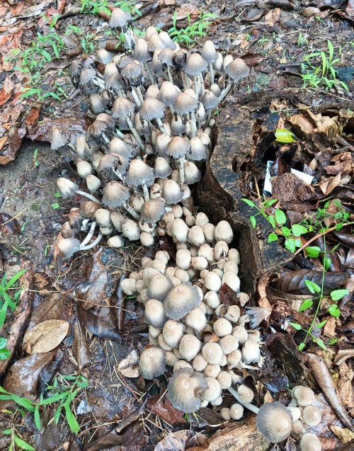 扬州雨后大量出现！不要采、不要吃！