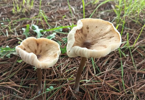 扬州雨后大量出现！不要采、不要吃！