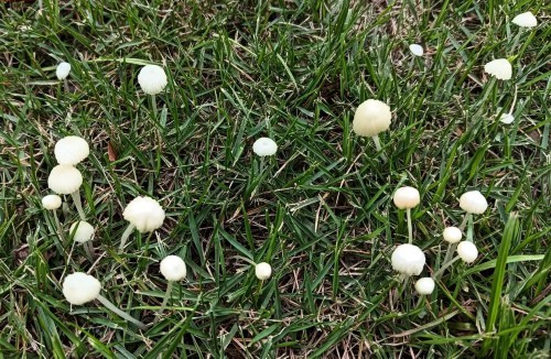扬州雨后大量出现！不要采、不要吃！