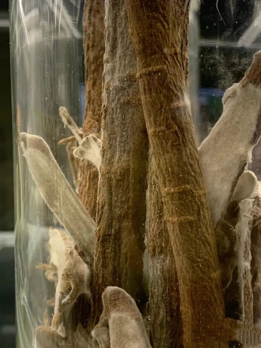 太潮了！一博物馆展品发霉？官方回应了→