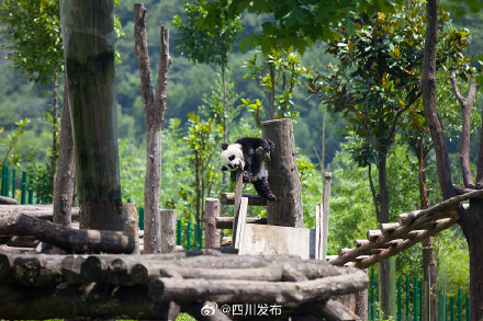 卧龙大熊猫苑神树坪基地：参观需开包检查