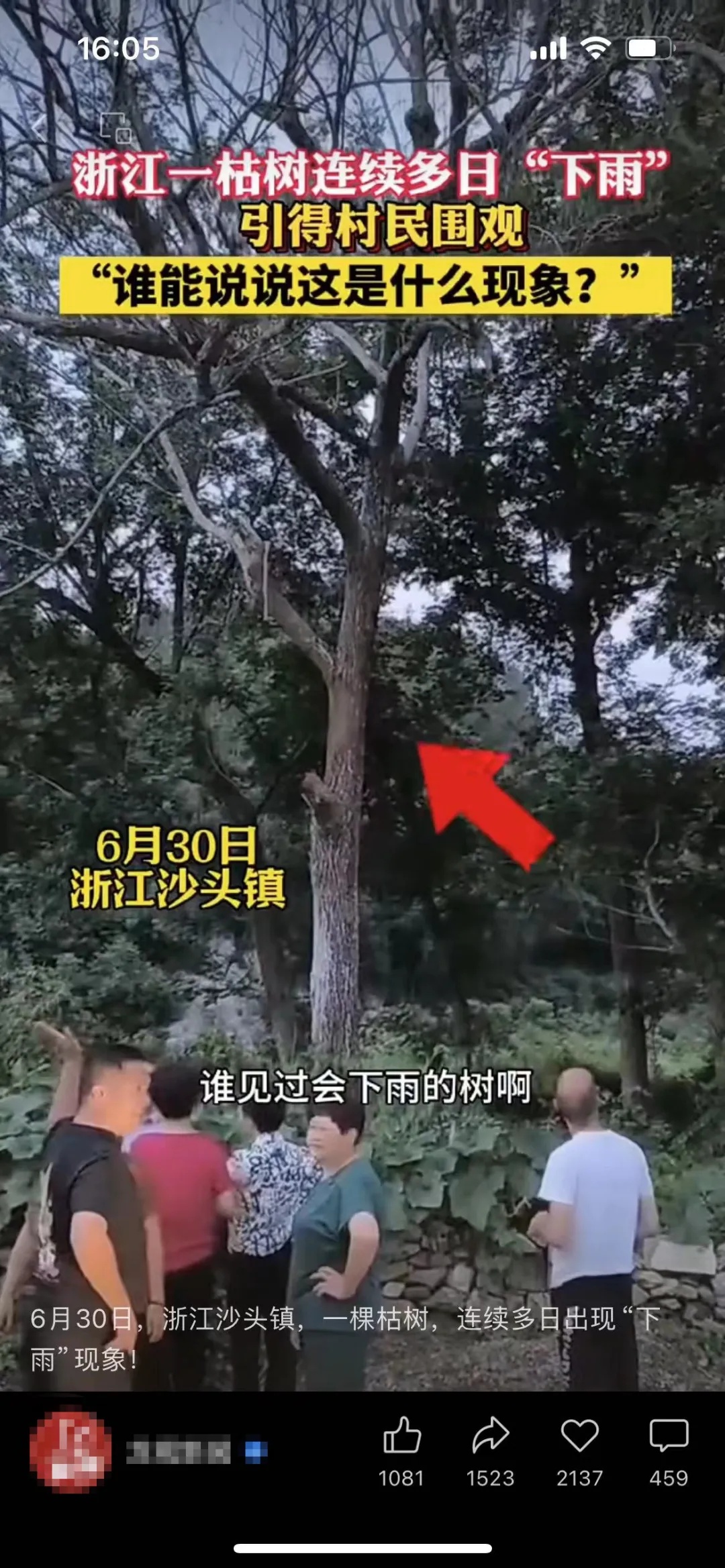 大晴天，永嘉这棵枯树居然会“下雨”！上热搜了→