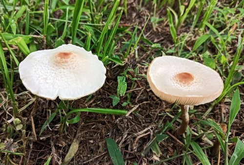 扬州雨后大量出现！不要采、不要吃！