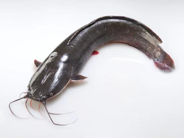 这种鱼卵有毒,别吃!湖南疾控提醒:已有人中毒 这种鱼卵有毒,别吃!湖南疾控提醒:已有人中毒