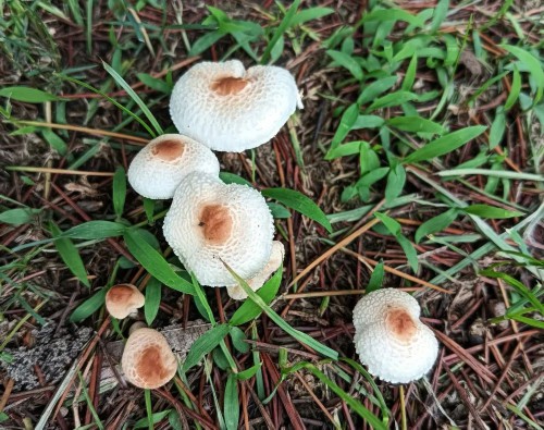 扬州雨后大量出现！不要采、不要吃！