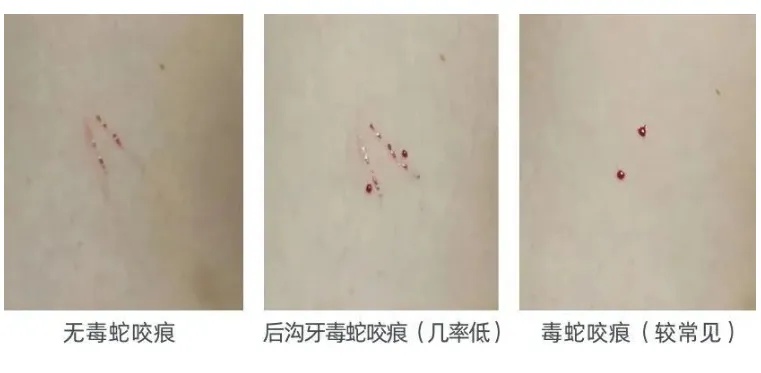 广州荔湾一小区内有蛇出没！遇到蛇怎么办→