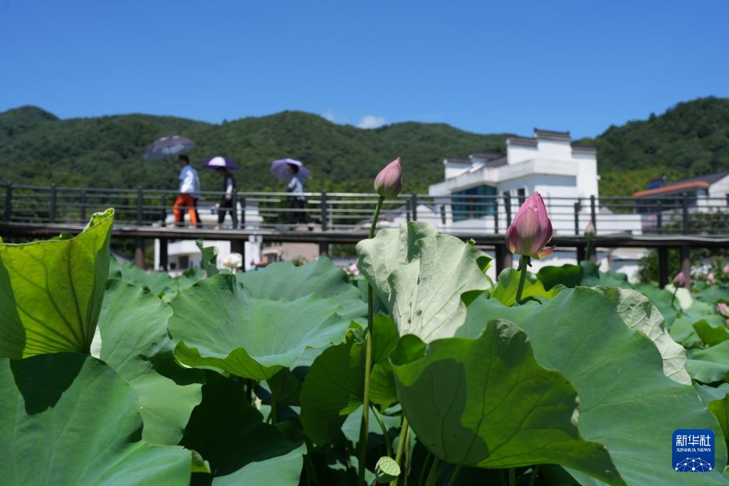 浙江余姚:荷花映日开 美景引客来 浙江余姚:荷花映日开 美景引客来