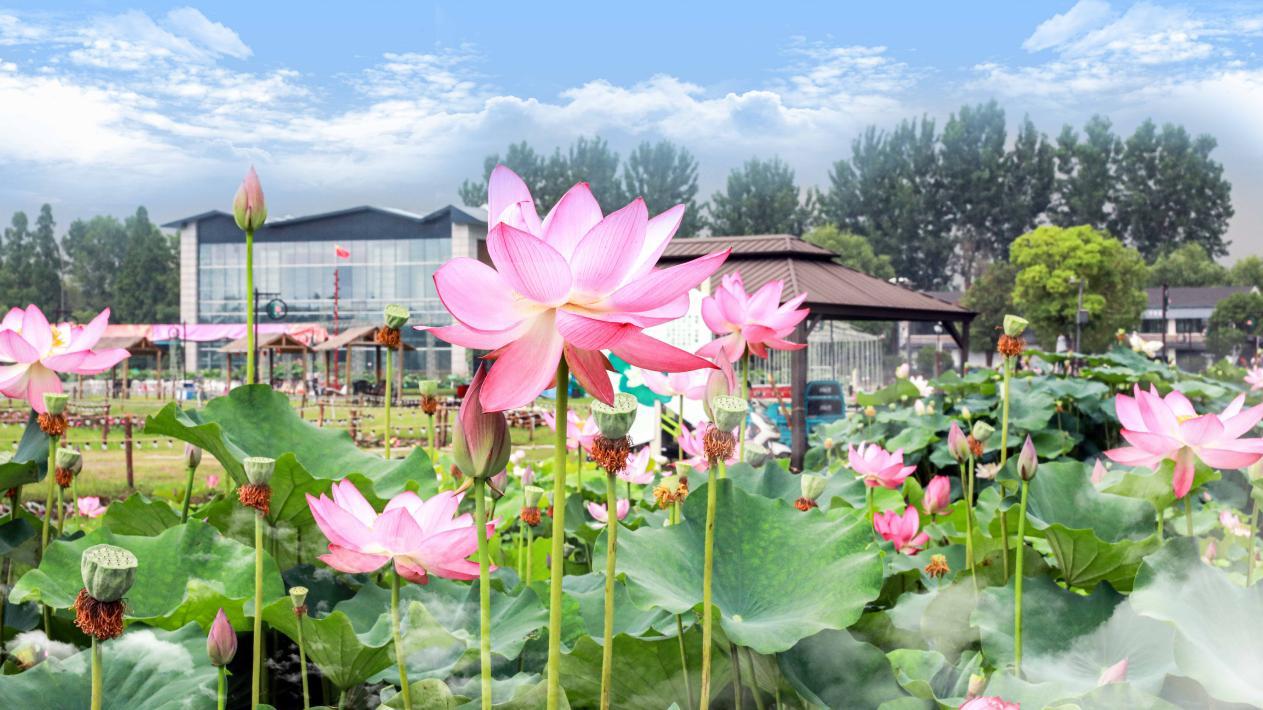 南京：荷香溢浦口 赏荷正当时