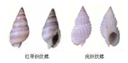 毒性比砒霜高百倍！有人点外卖时发现！