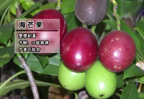 紧急提醒！海口街头大量出现，千万别碰！有的半颗就致命……