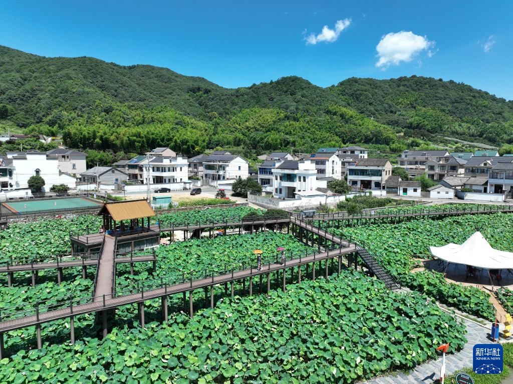 浙江余姚:荷花映日开 美景引客来 浙江余姚:荷花映日开 美景引客来
