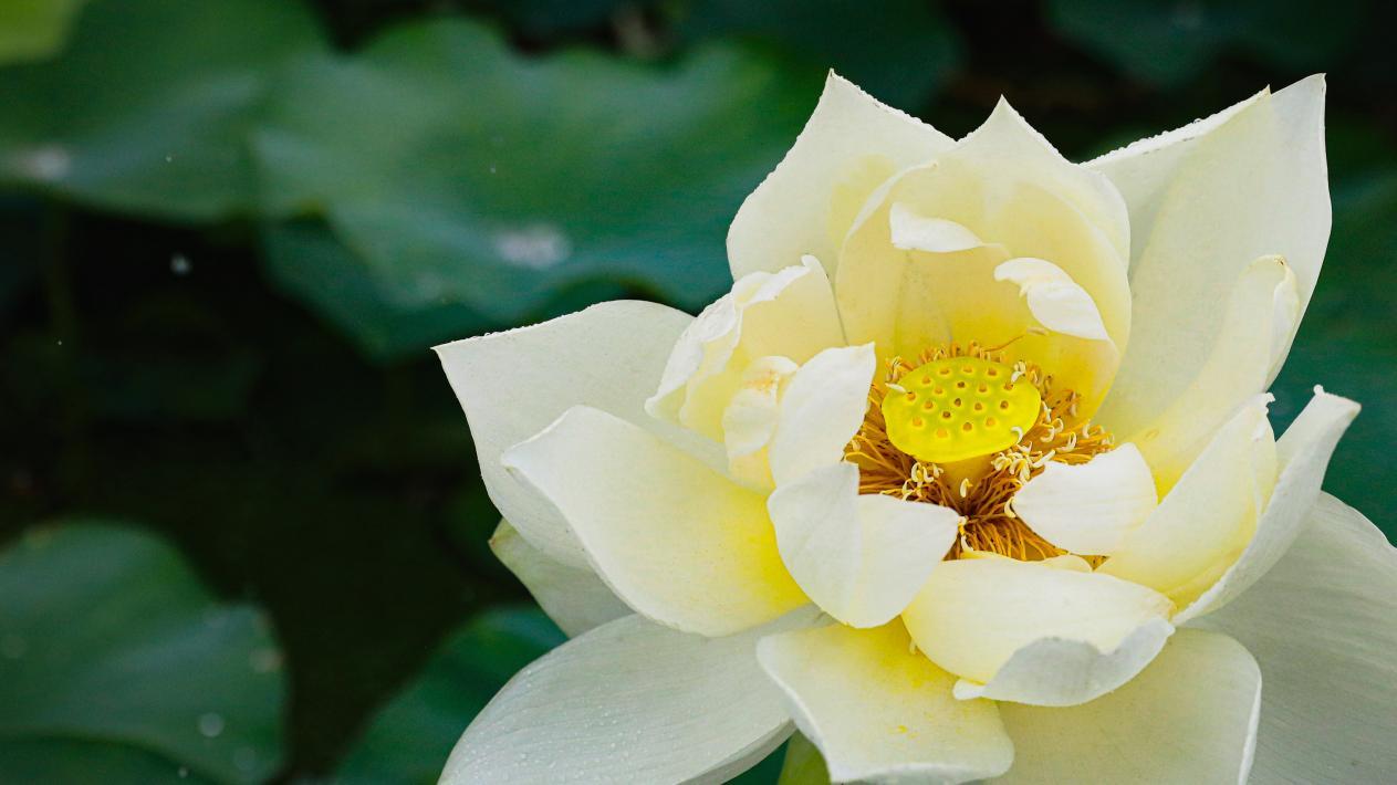 南京：荷香溢浦口 赏荷正当时