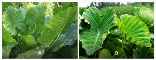 @“大馋小子”“大馋丫头”,我知道你想尝,但不能尝! @“大馋小子”“大馋丫头”,我知道你想尝,但不能尝!