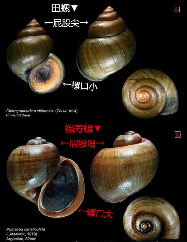 千万别乱吃！寄生虫多达6000条！官方通报：查封→