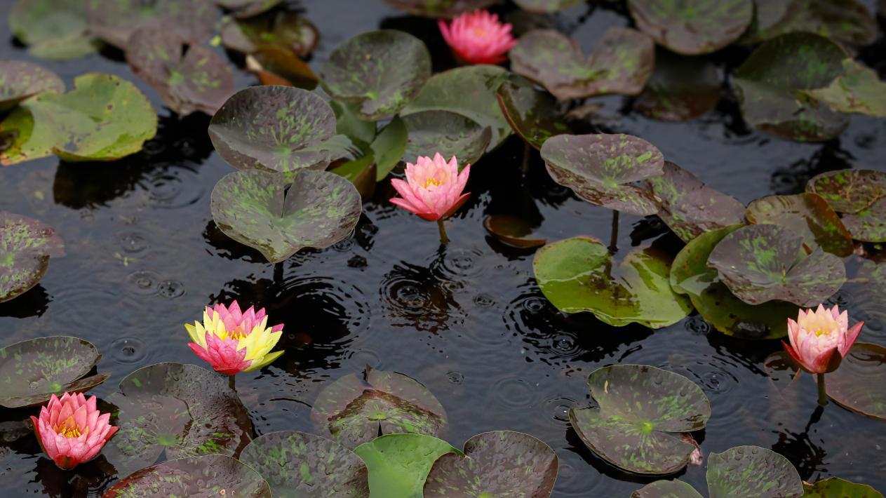 南京：荷香溢浦口 赏荷正当时