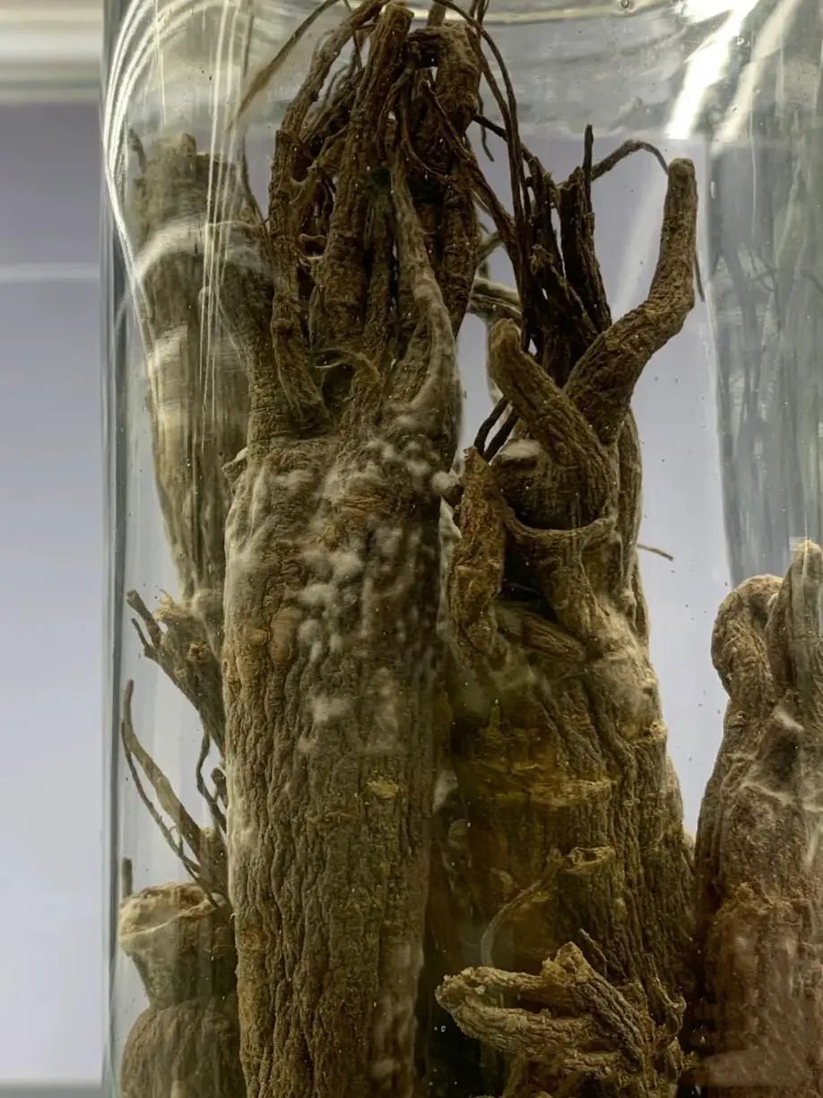 太潮了！一博物馆展品发霉？官方回应了→