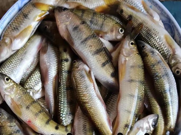 这种鱼卵有毒,别吃!湖南疾控提醒:已有人中毒 这种鱼卵有毒,别吃!湖南疾控提醒:已有人中毒