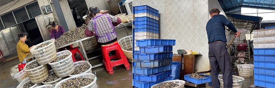 千万别乱吃！寄生虫多达6000条！官方通报：查封→