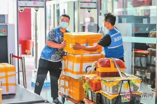 为了让你吃上野生菌,云南人有多拼? 为了让你吃上野生菌,云南人有多拼?